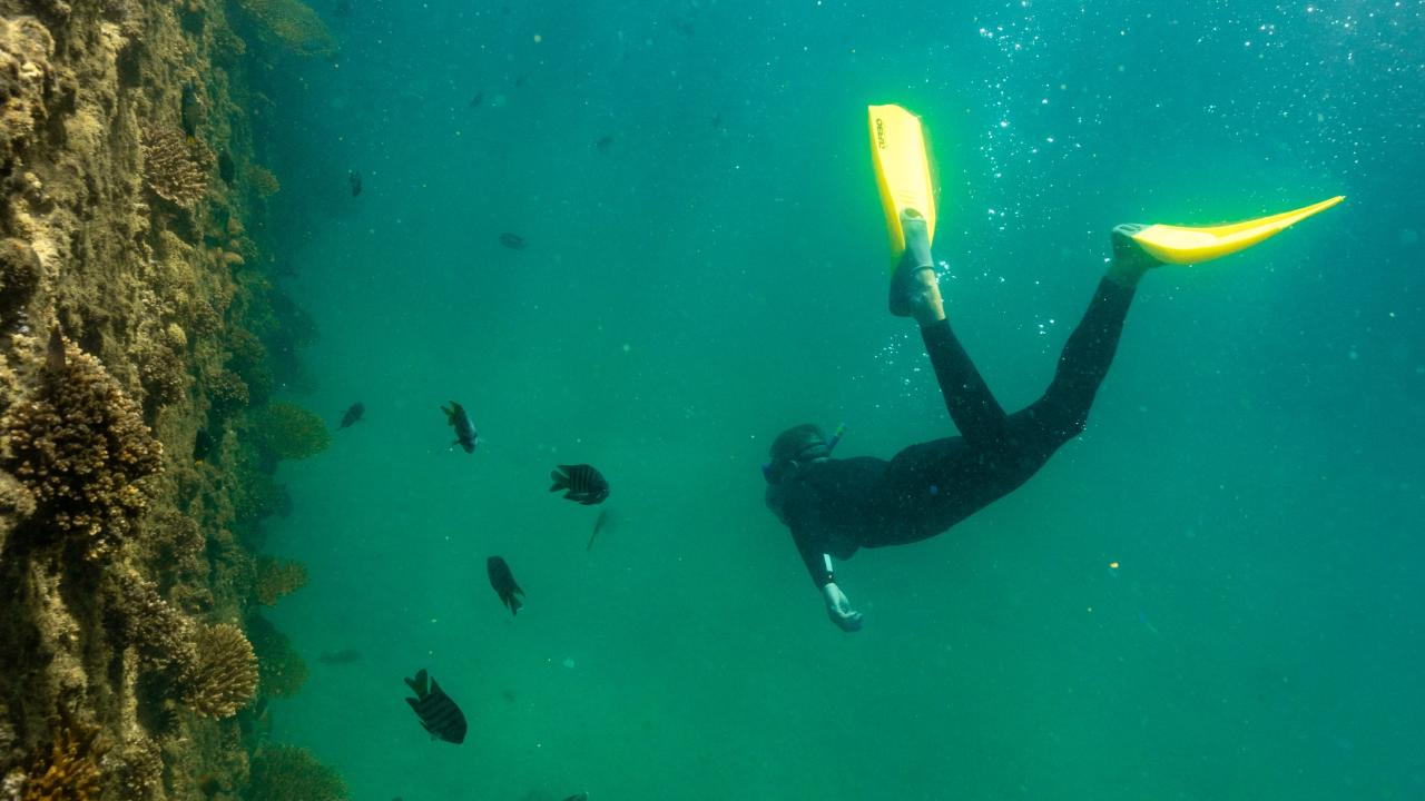 Tangalooma Wrecks Guided Snorkel from Brisbane