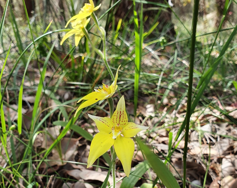 Pedals & Petals - Discovering Wildflowers Bike Tour Kings Park