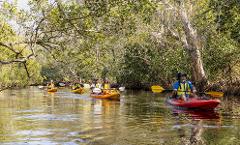 Private Kayak Tour Noosa/Southern end Everglades & Stingrays 9am - 12pm