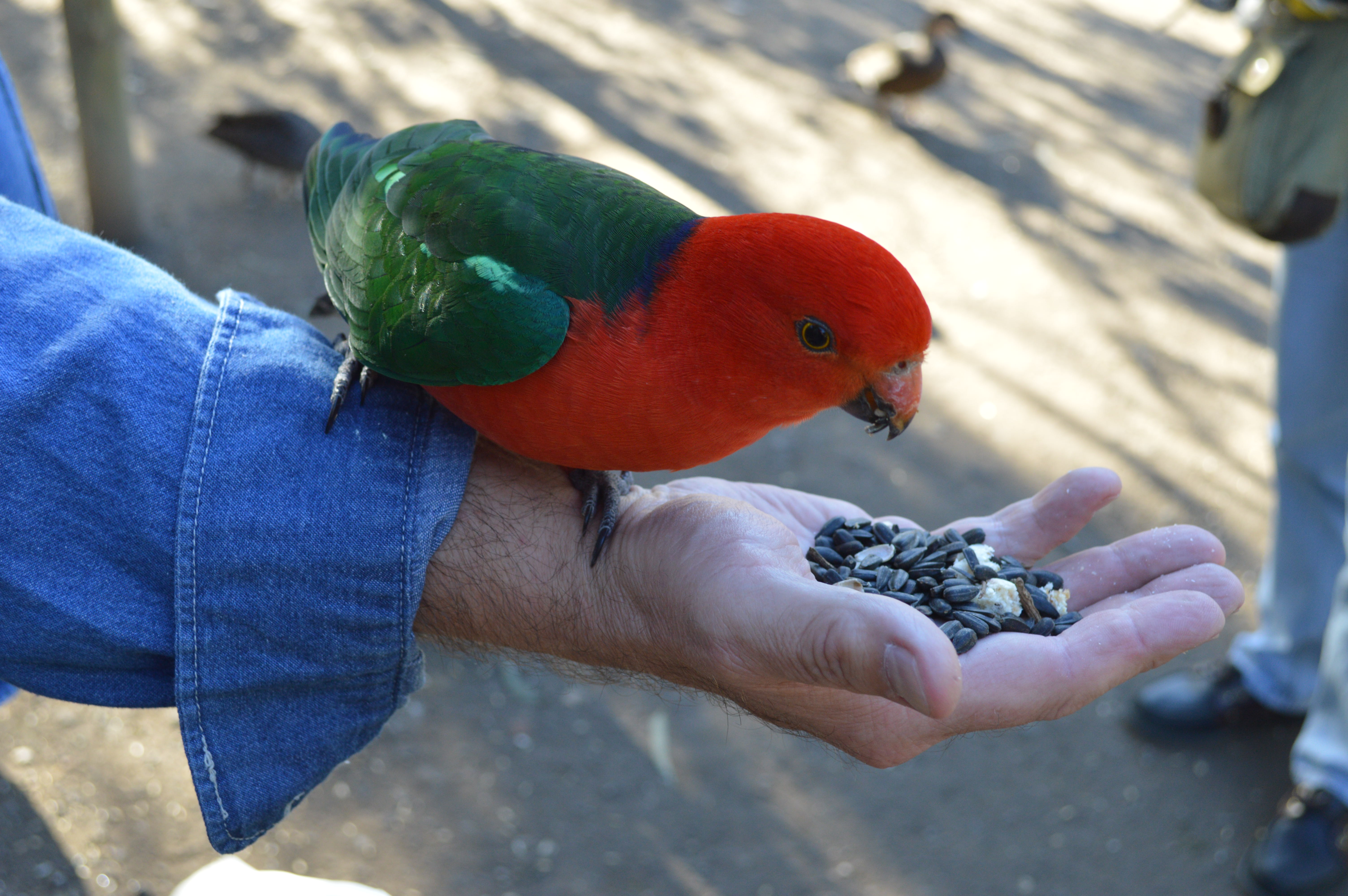 1-Day Ultimate Great Ocean Road Tour