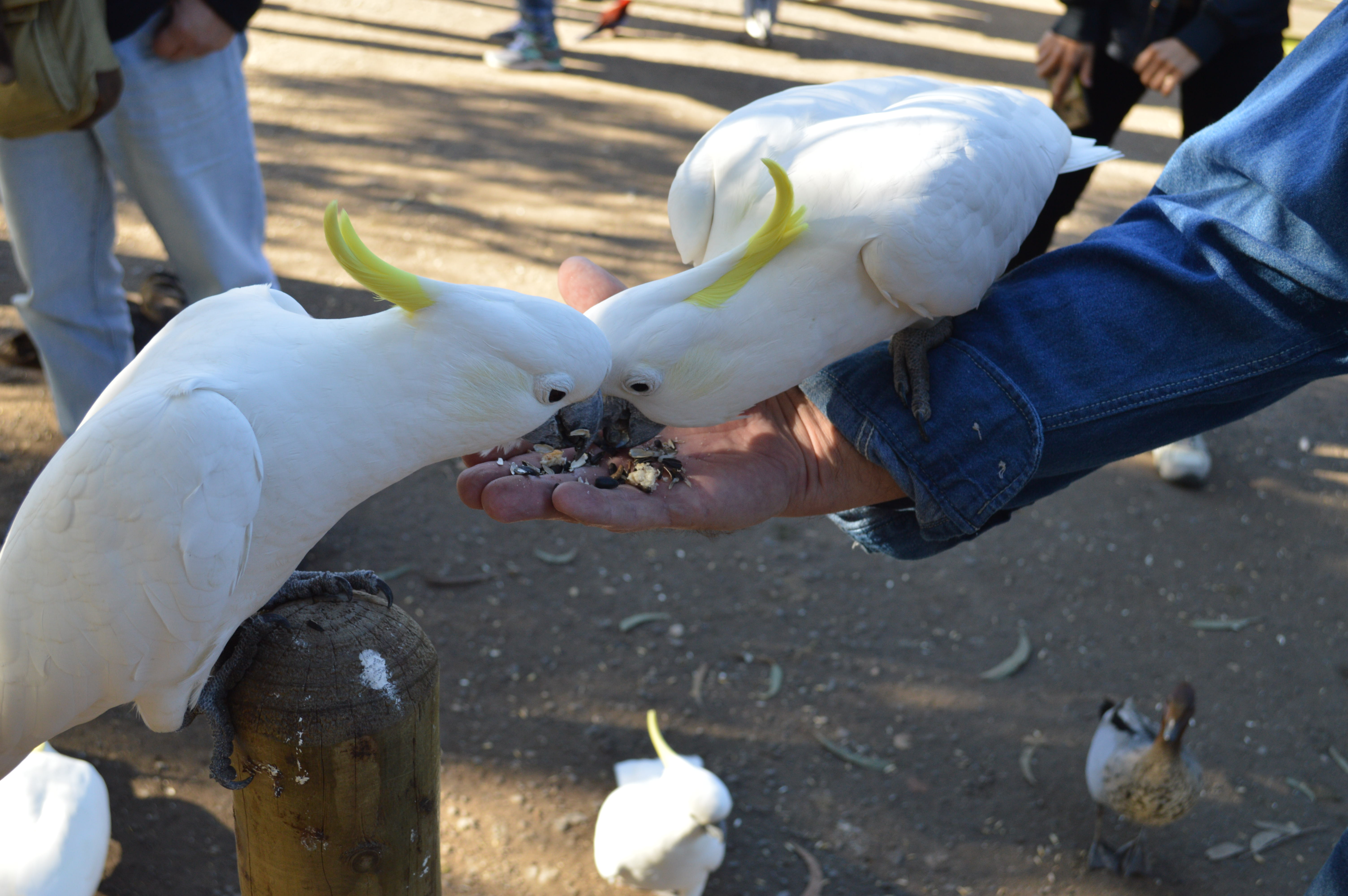 1-Day Ultimate Great Ocean Road Tour