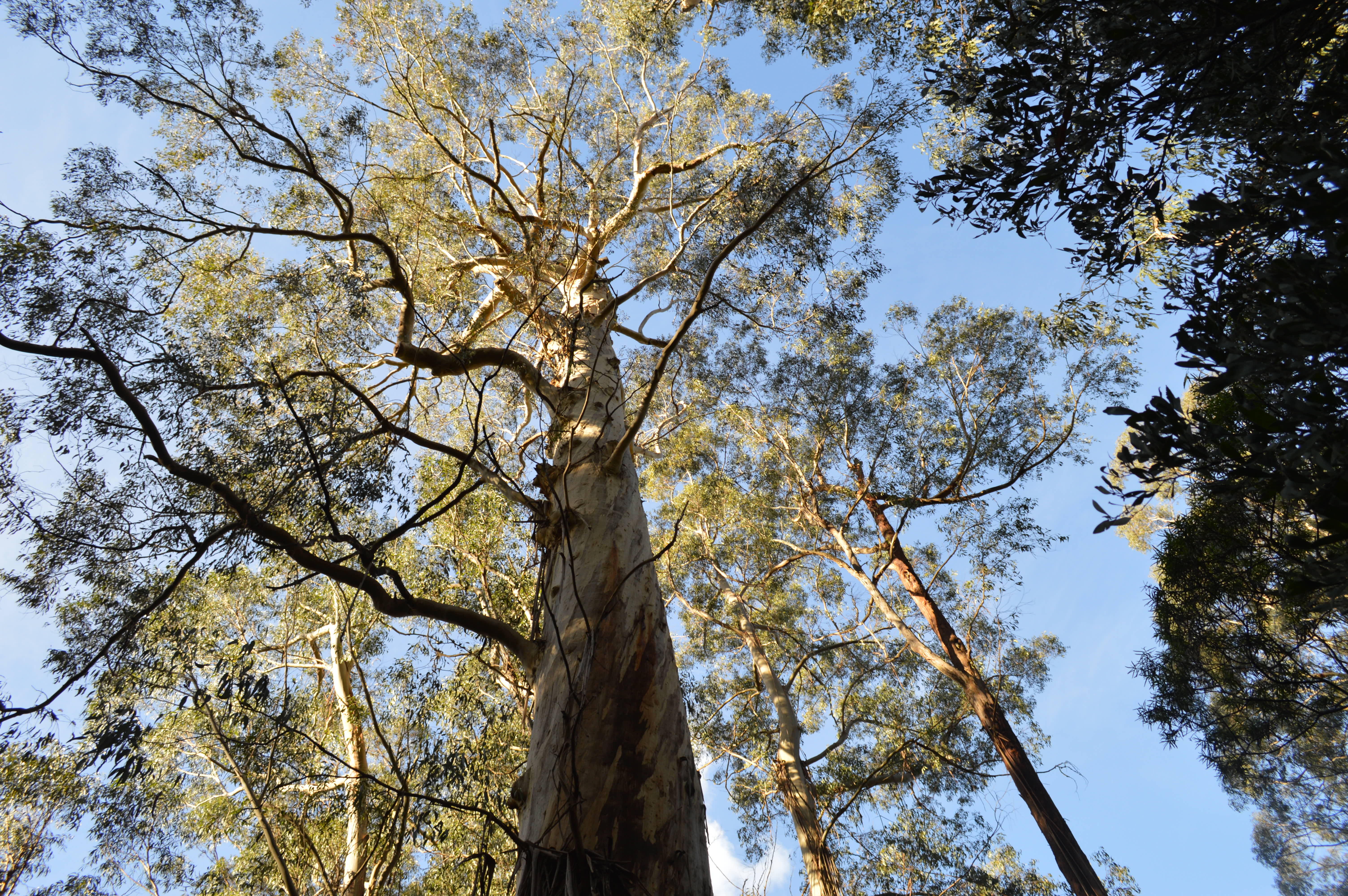 1-Day Ultimate Great Ocean Road Tour