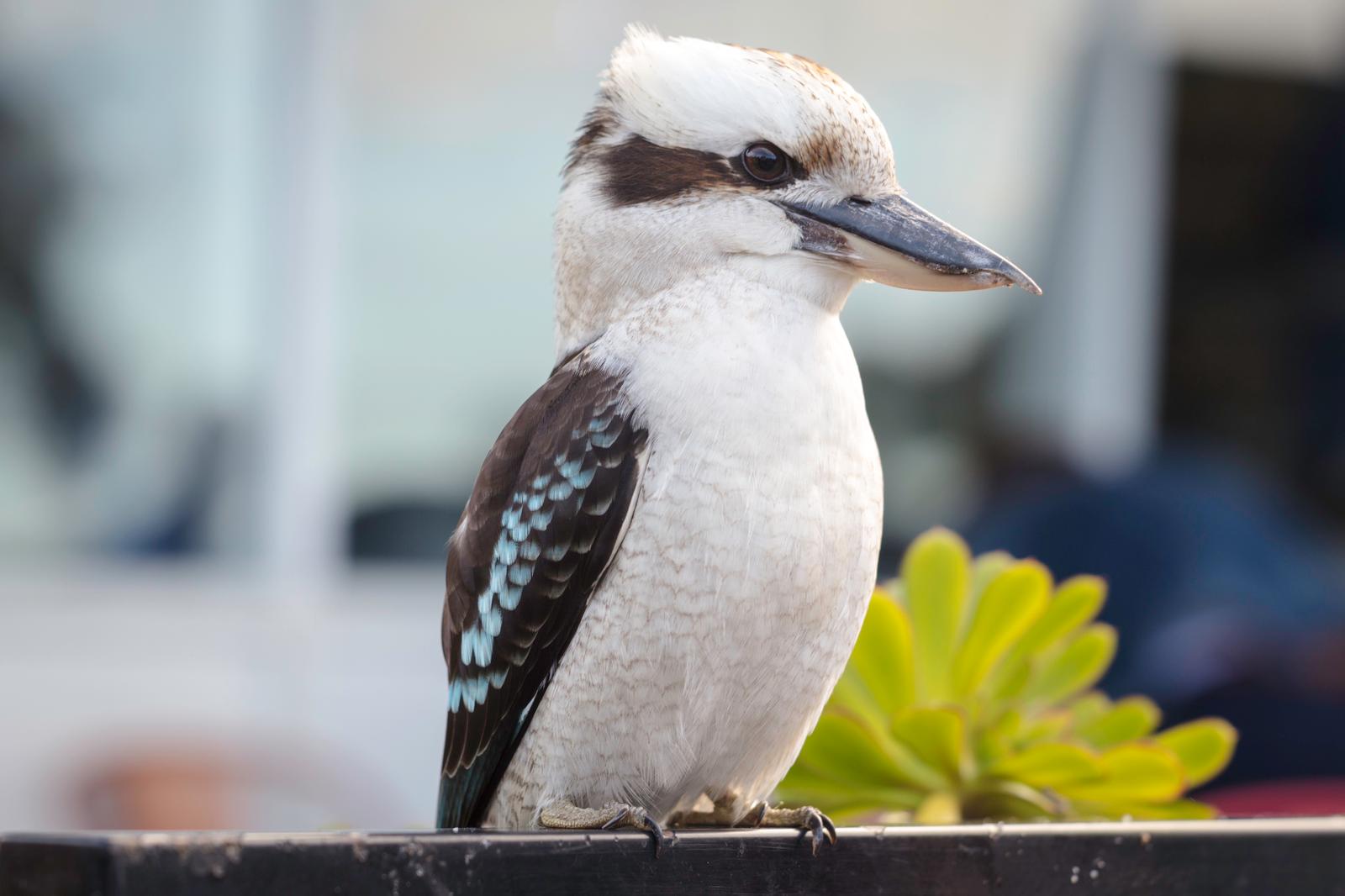 1-Day Ultimate Great Ocean Road Tour