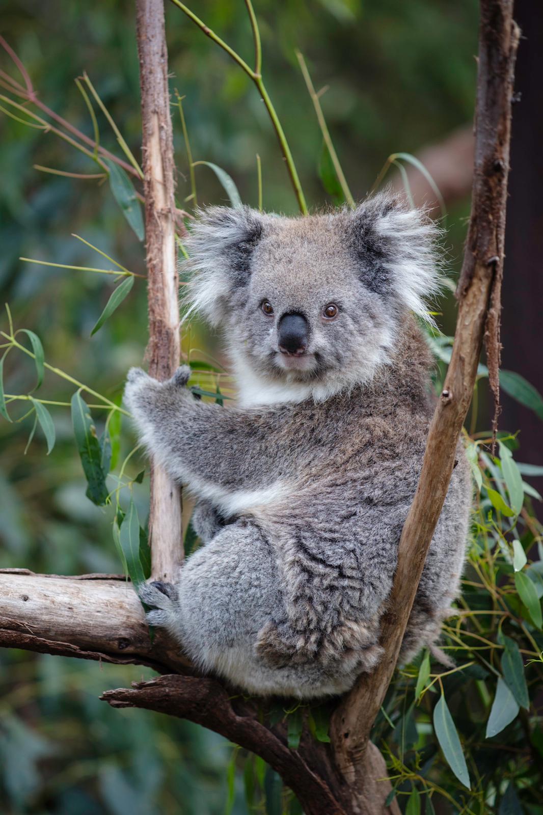 1-Day Ultimate Great Ocean Road Tour