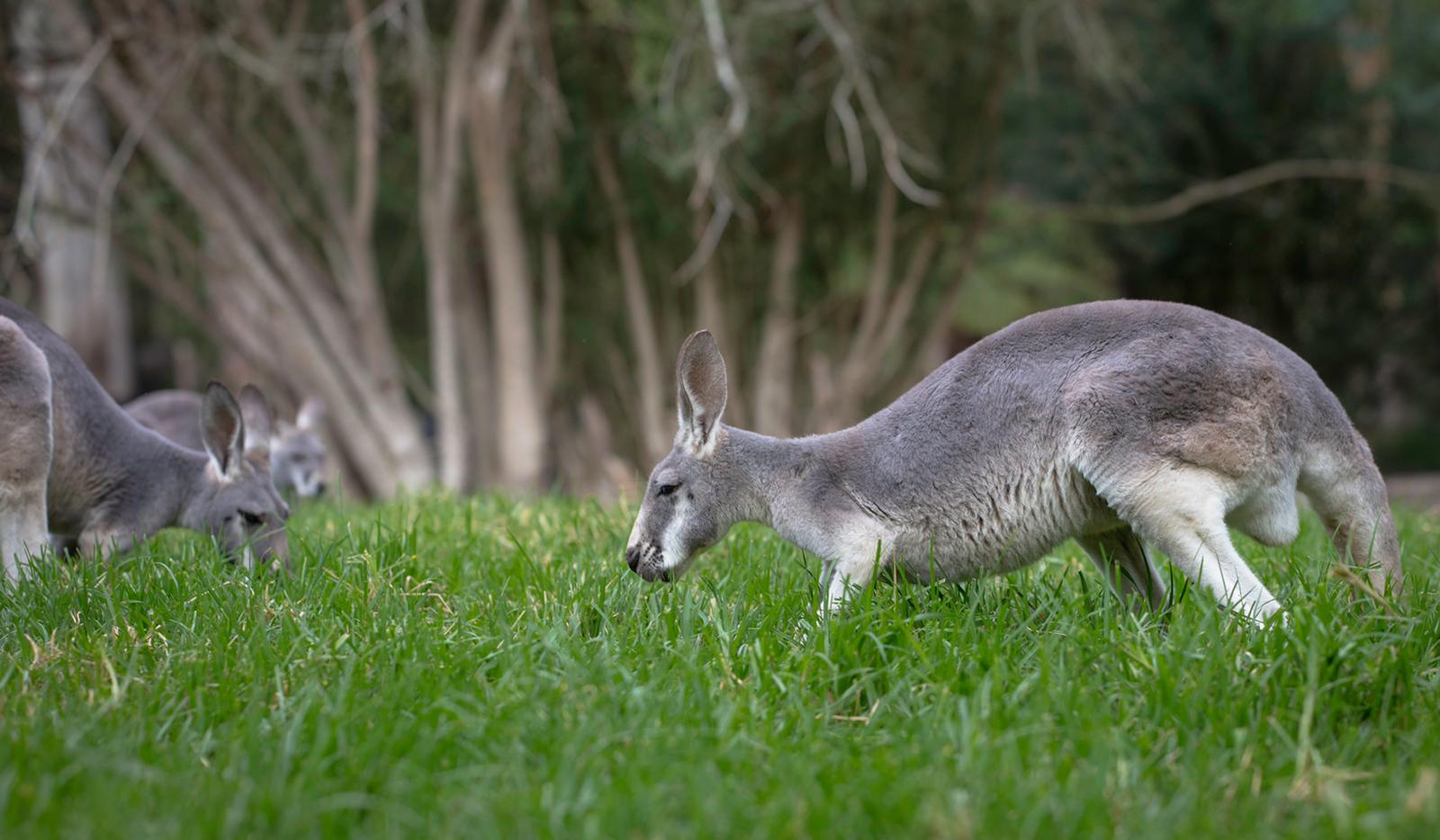 1-Day Ultimate Great Ocean Road Tour