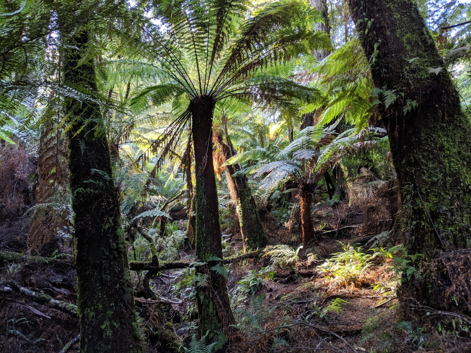 1-Day PRIVATE Great Ocean Road Tour *10% OFF INTRODUCTORY OFFER*