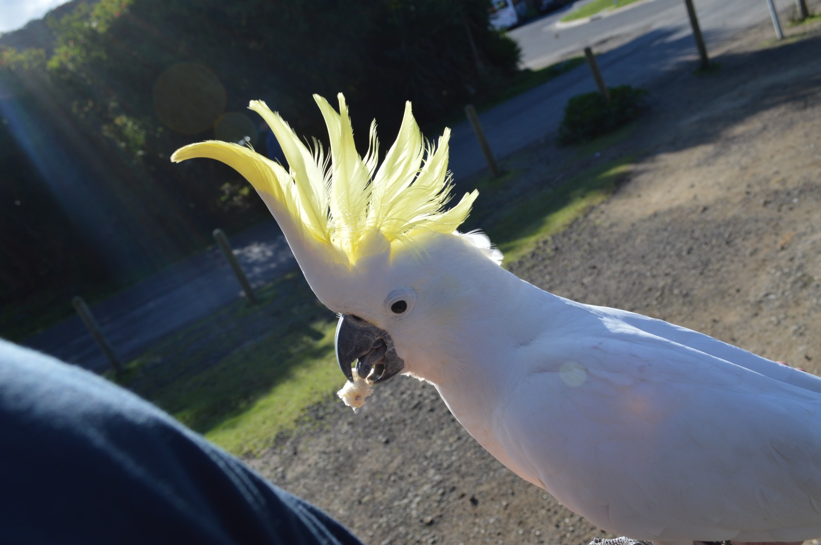 1-Day PRIVATE Great Ocean Road Tour *10% OFF INTRODUCTORY OFFER*