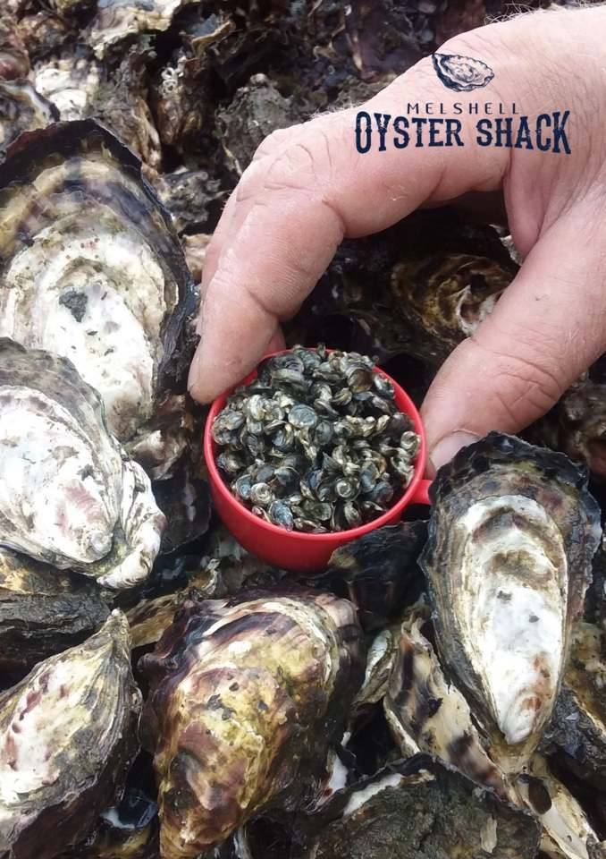 Behind The Scenes Oyster Farm Tour