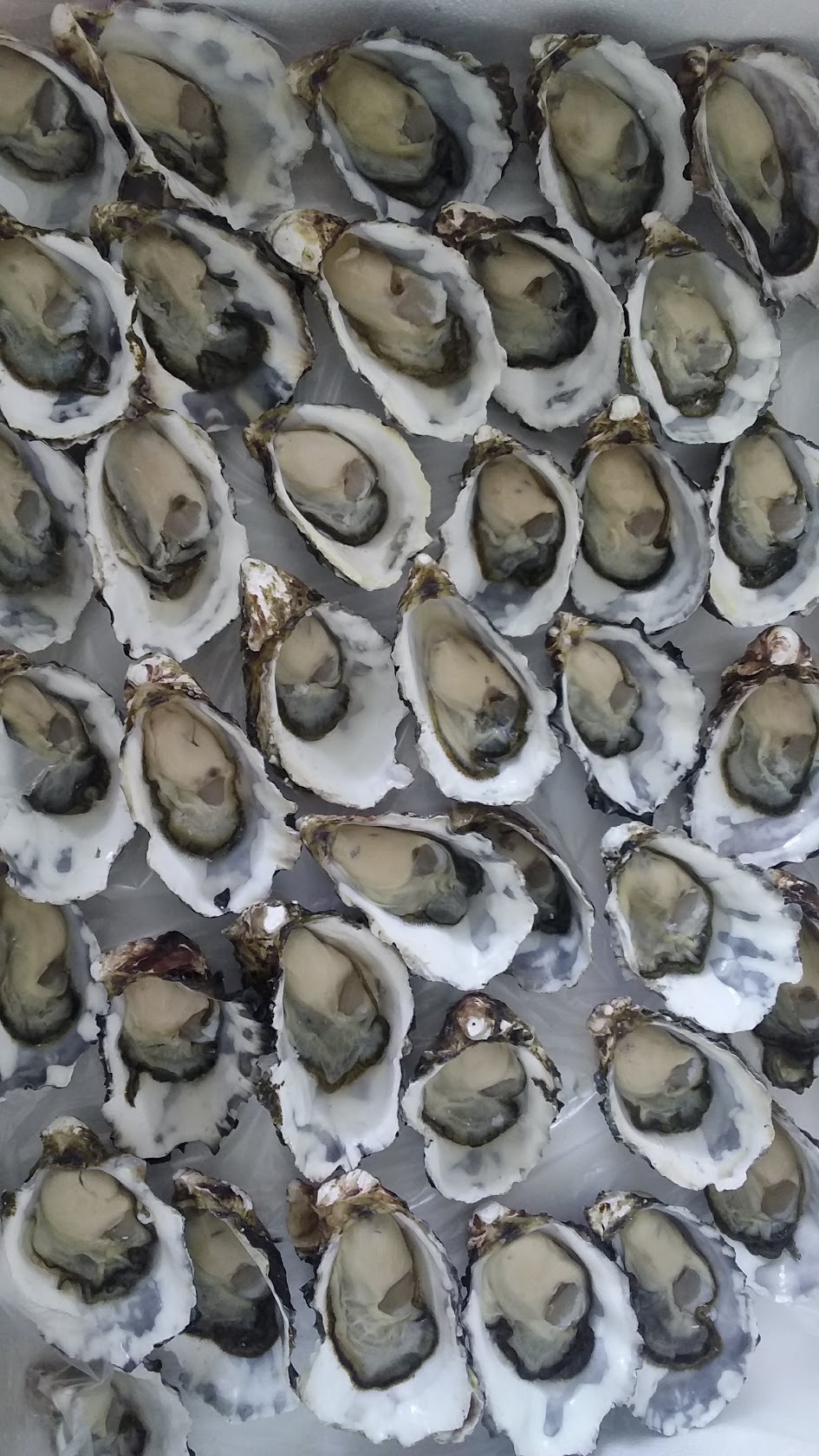 Behind The Scenes Oyster Farm Tour