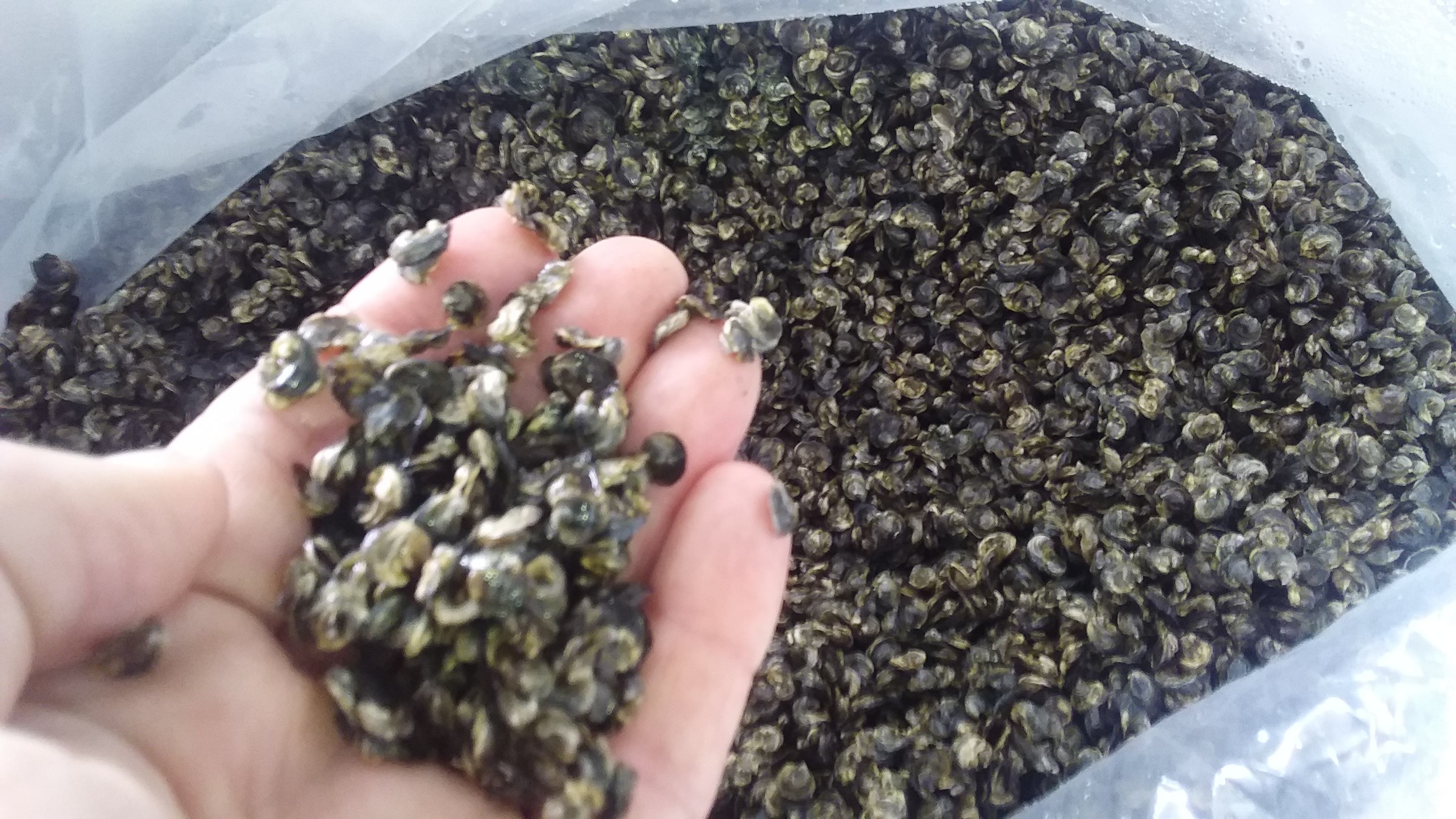 Behind The Scenes Oyster Farm Tour