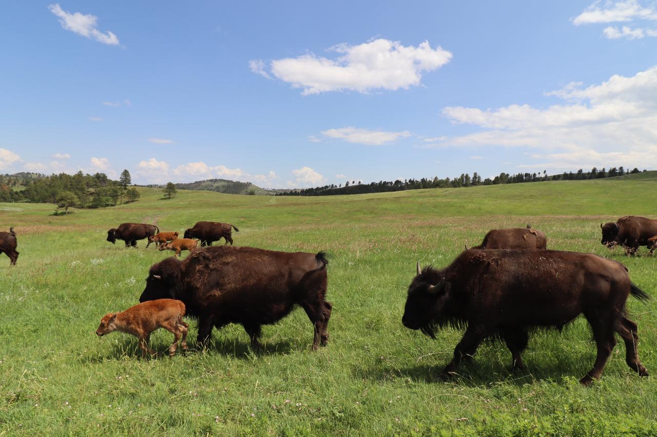 Black Hills Untamed: Wildlife Encounters with a Biologist