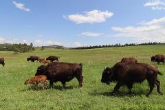 Black Hills Untamed: Wildlife Encounters with a Biologist