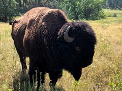 Black Hills Highlights with Authentic Native American Experience