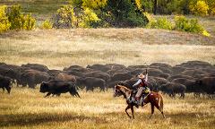 Buffalo Roundup and Arts Festival