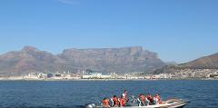 Combo Marine Wildlife Cruise & Cape Town City Full Day Tour - Shared 