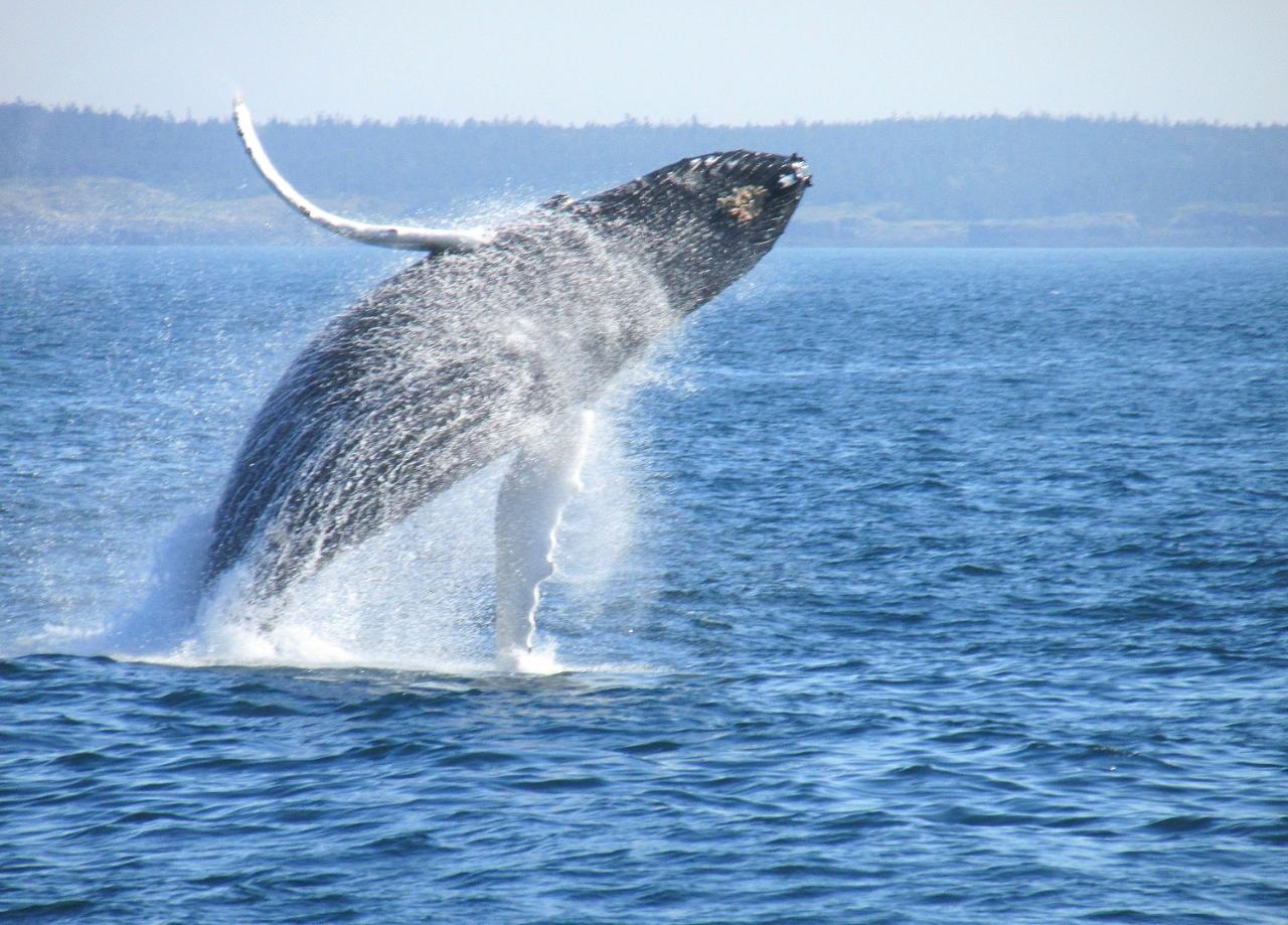 Private Whale Watching & Wine Tour