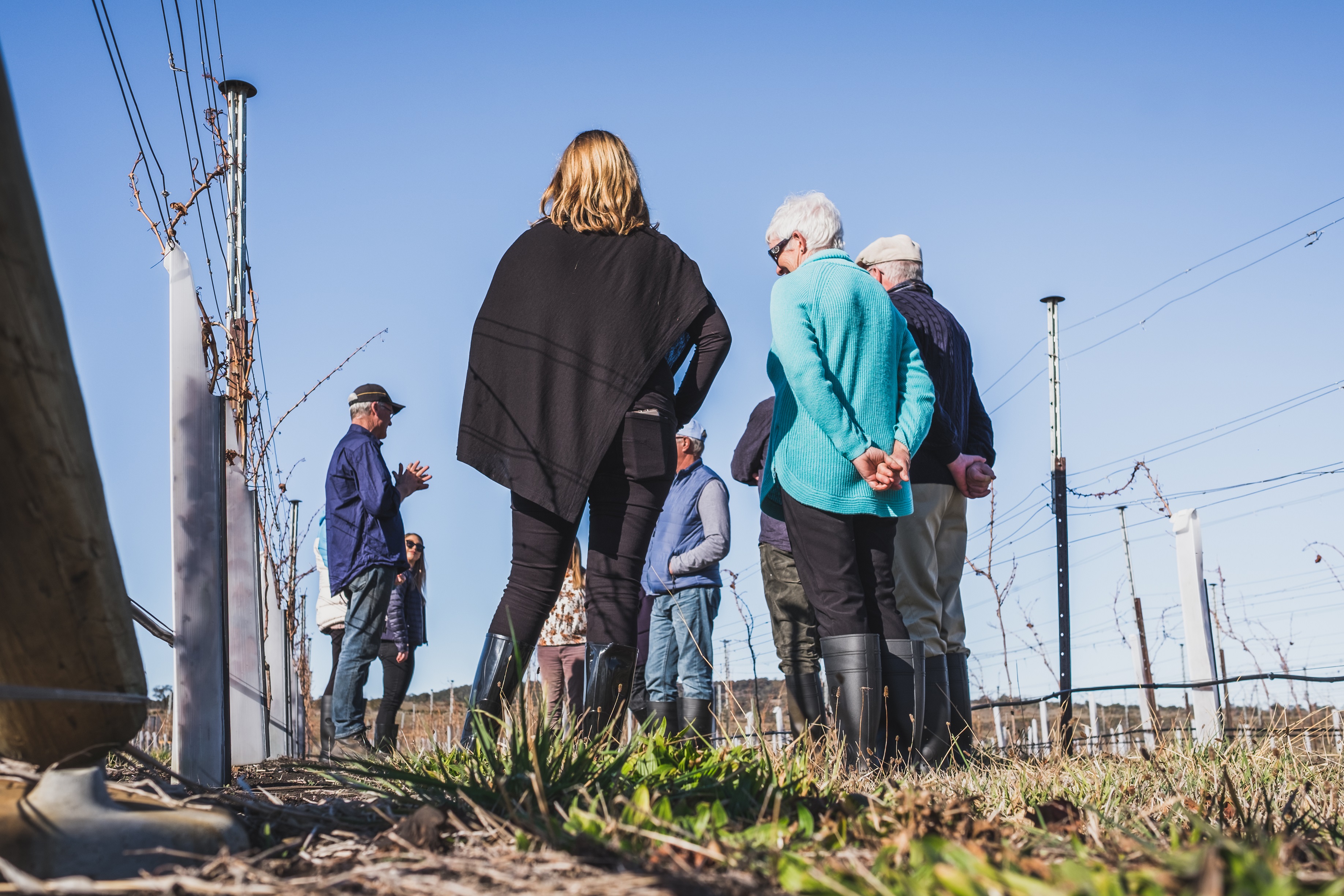 Indulgent Vineyard Tour