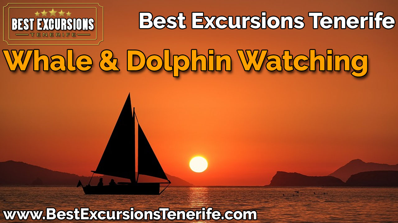Sample Whale & Dolphin Watching Trip