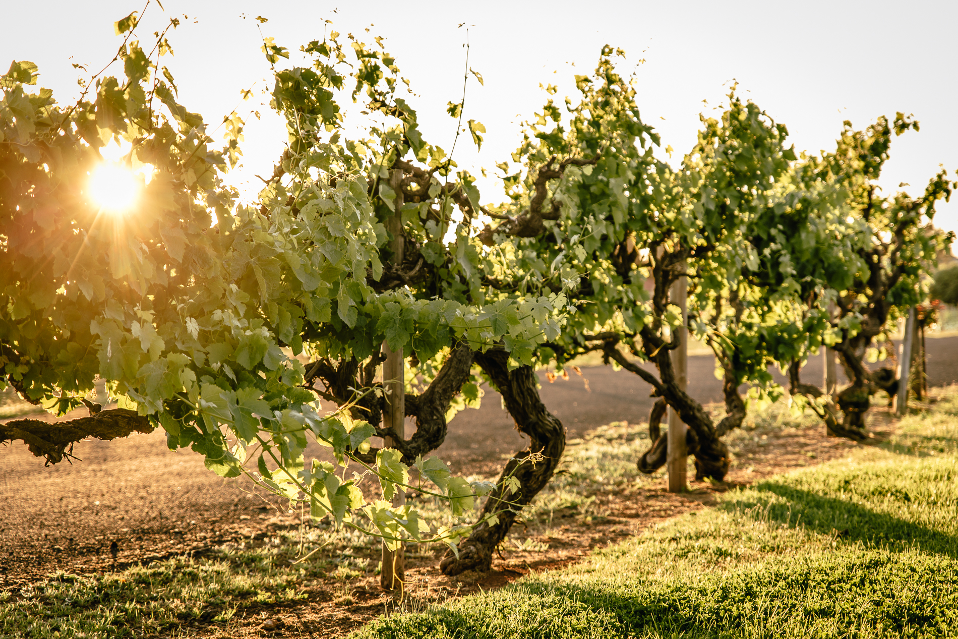 Tour and Private Tasting