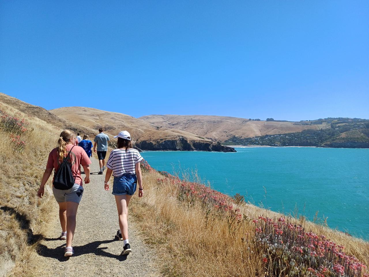 Half-Day Guided Walking Tour of Godley Head - from Christchurch