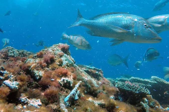 Abrolhos Fishing Charters
