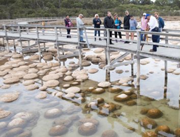 Thrombolites (Woggaal’s Noorook)