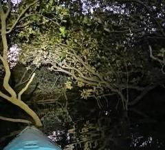 2 Hour Twilight Mangrove Tour