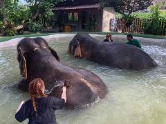 Half day caring elephants program with Samui Elephant Home
