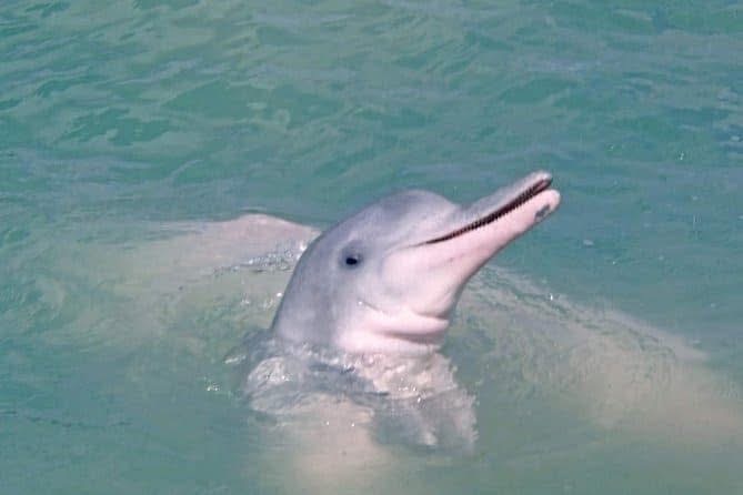 Private Speedboat Charter to Koh Tean, Koh Rap and Pink Dolphin Spotting at Khanom