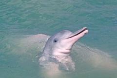  Private Speedboat Charter to Koh Tean, Koh Rap and Pink Dolphin Spotting at Khanom 