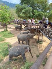 Samui Elephant Kingdom Short visit
