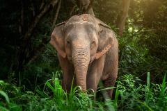 Samui Elephant Kingdom Full visit