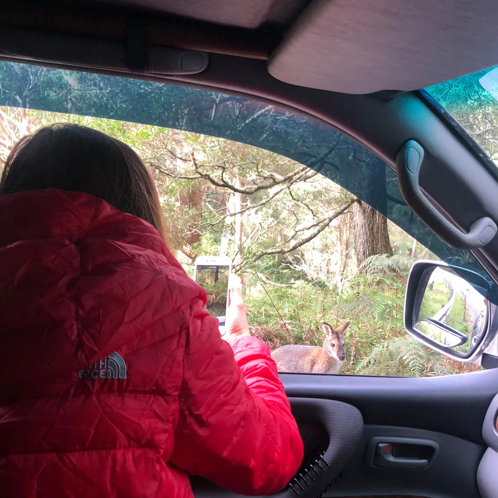 Blue Mountains Into The Wild Overnight Camping 4WD Off Road Wilderness Adventure