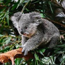 Blue Mountains Scenic Mini Bus Day Adventure Featherdale Wildlife + River Cruise 