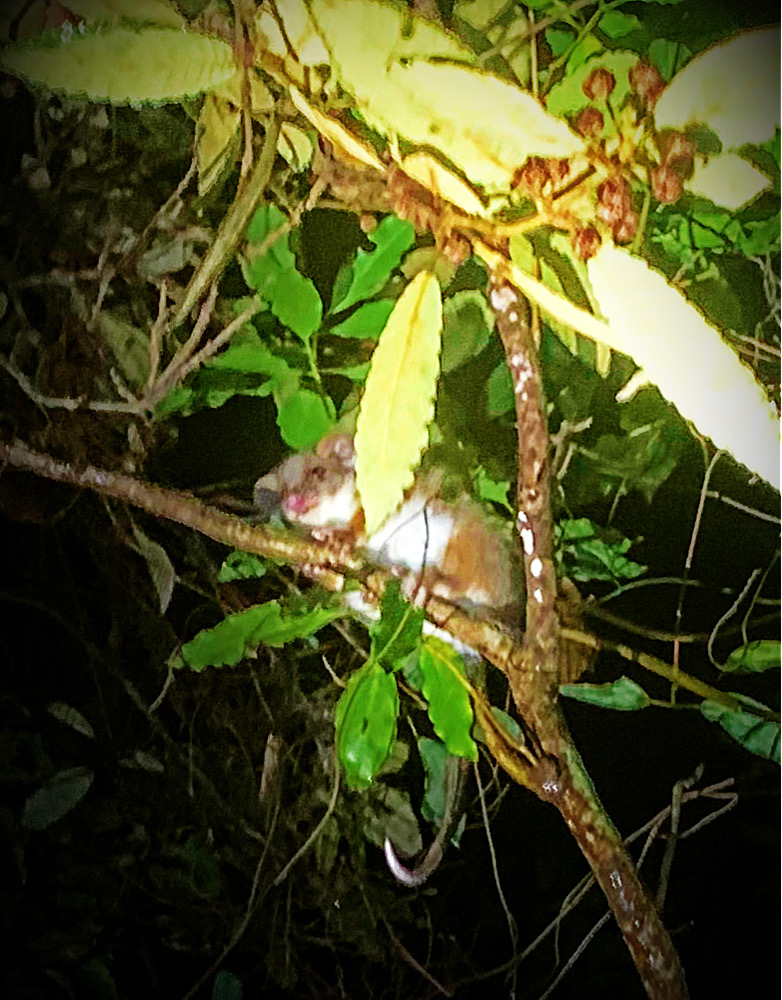 Blue Mountains Into The Wild Overnight Camping 4WD Off Road Wilderness Adventure