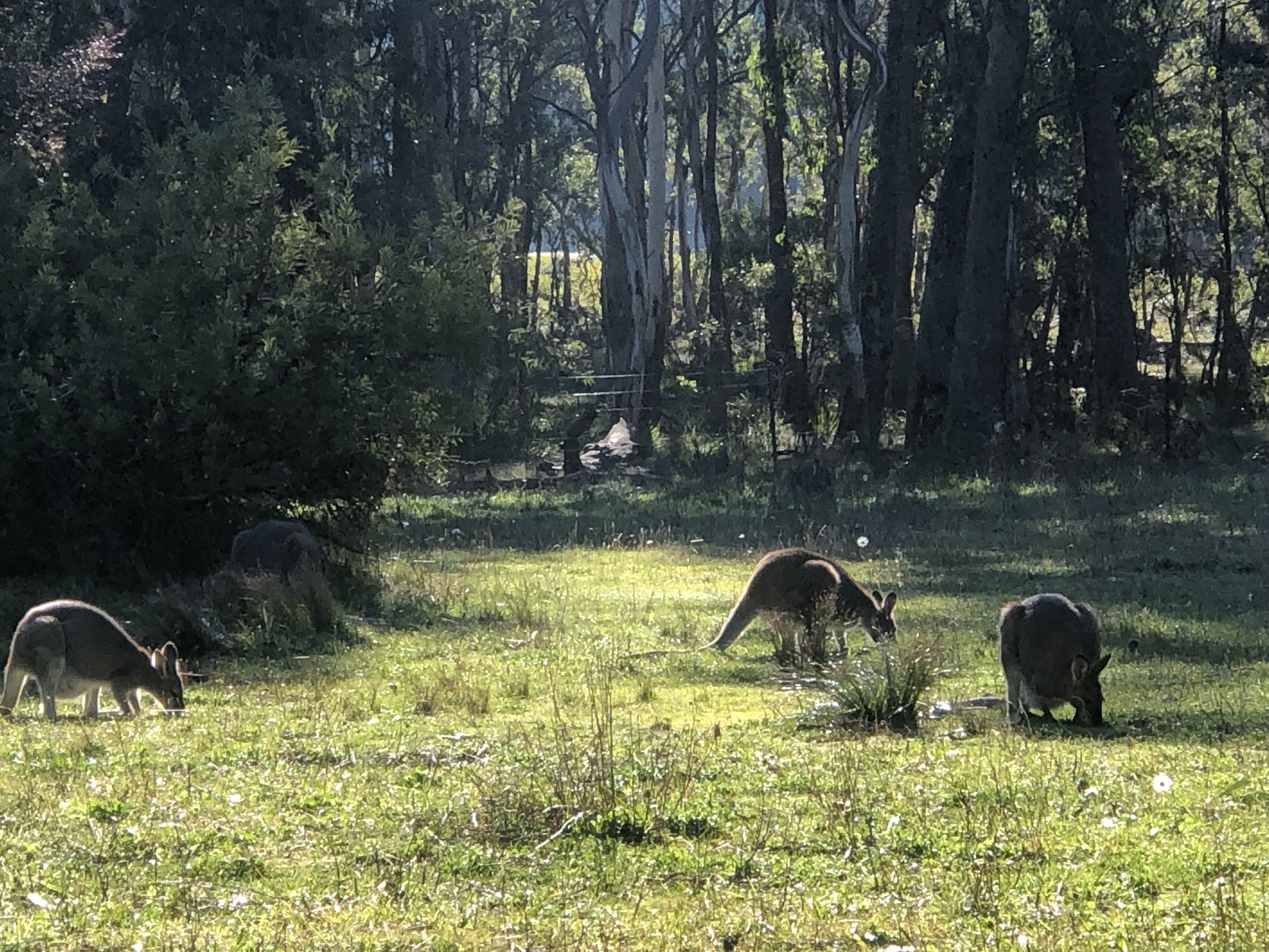 Blue Mountains Into The Wild Overnight Camping 4WD Off Road Wilderness Adventure
