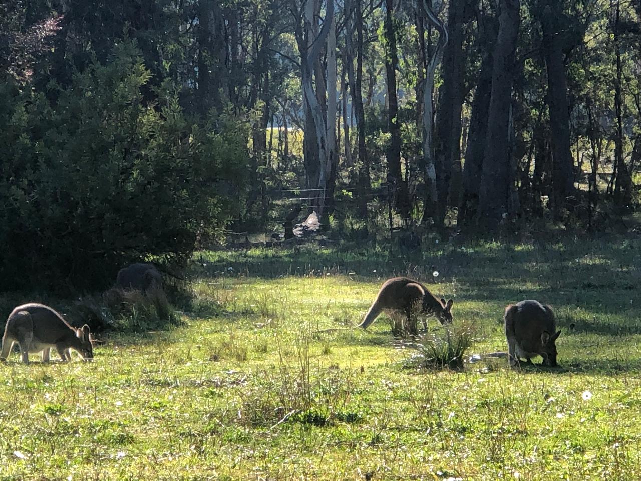 Blue Mountains Into The Wild Overnight Camping 4WD Off Road Wilderness Adventure + River cruise