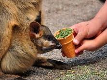 Blue Mountains Off The Beaten Track 4WD Day Adventure Wildlife River Cruise