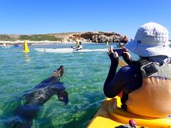 Penguin and Seal Island Sea Kayak 6 hour Tour