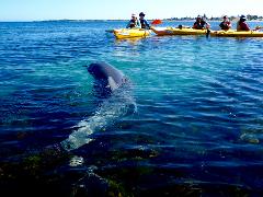 Sea Kayak Tour GIFT Voucher — Penguin Island