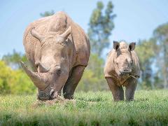 AUSTRALIA ZOO Transfer including Entry Ticket