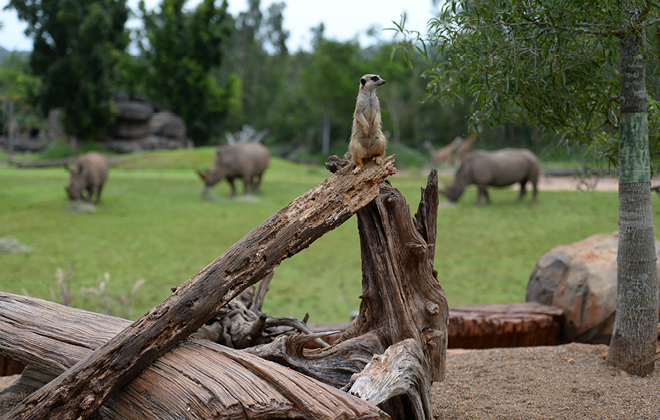 AUSTRALIA ZOO Transfer with Entry Ticket