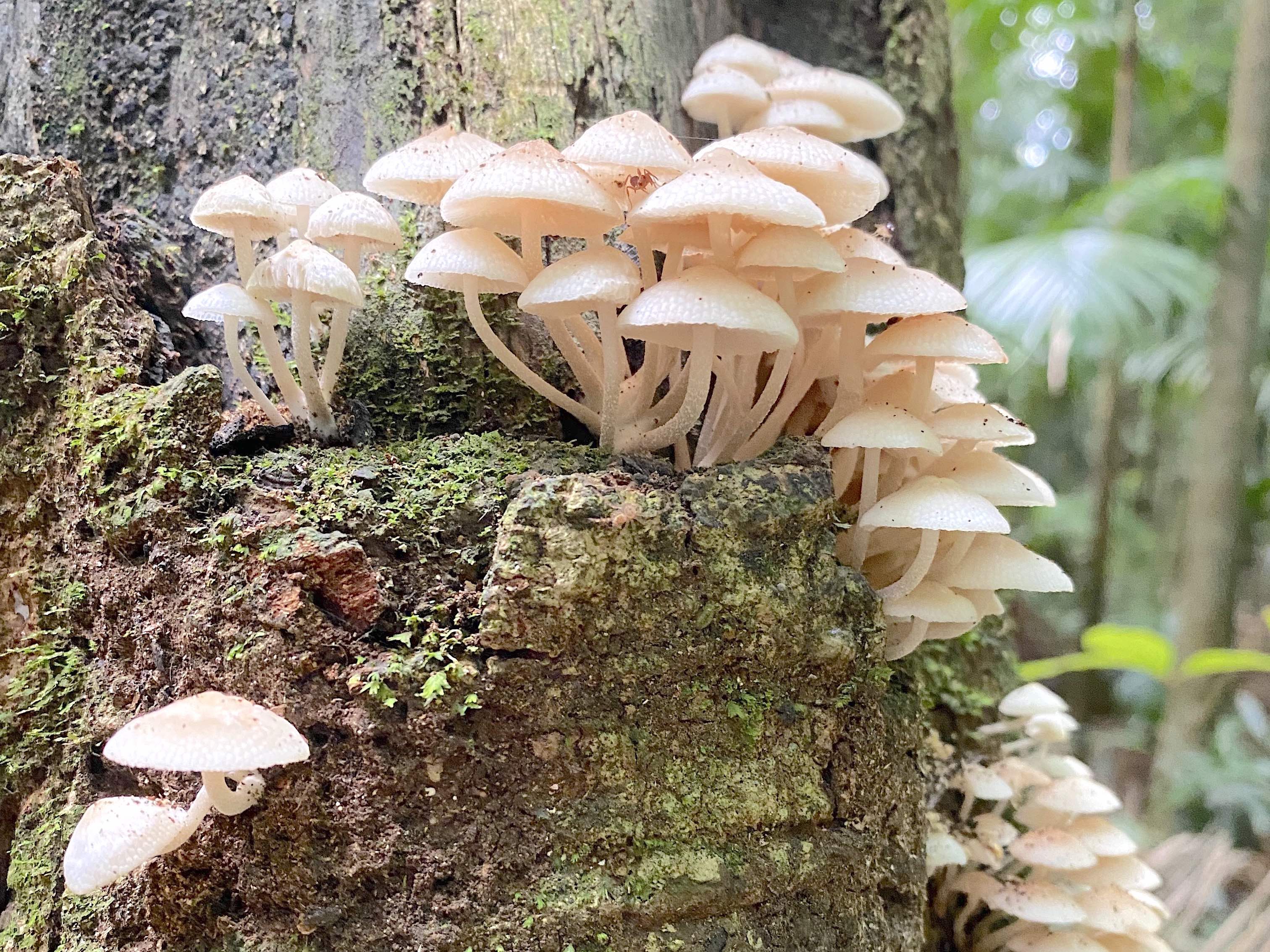 Maleny, Montville & Sunshine Coast Hinterland Private Tour