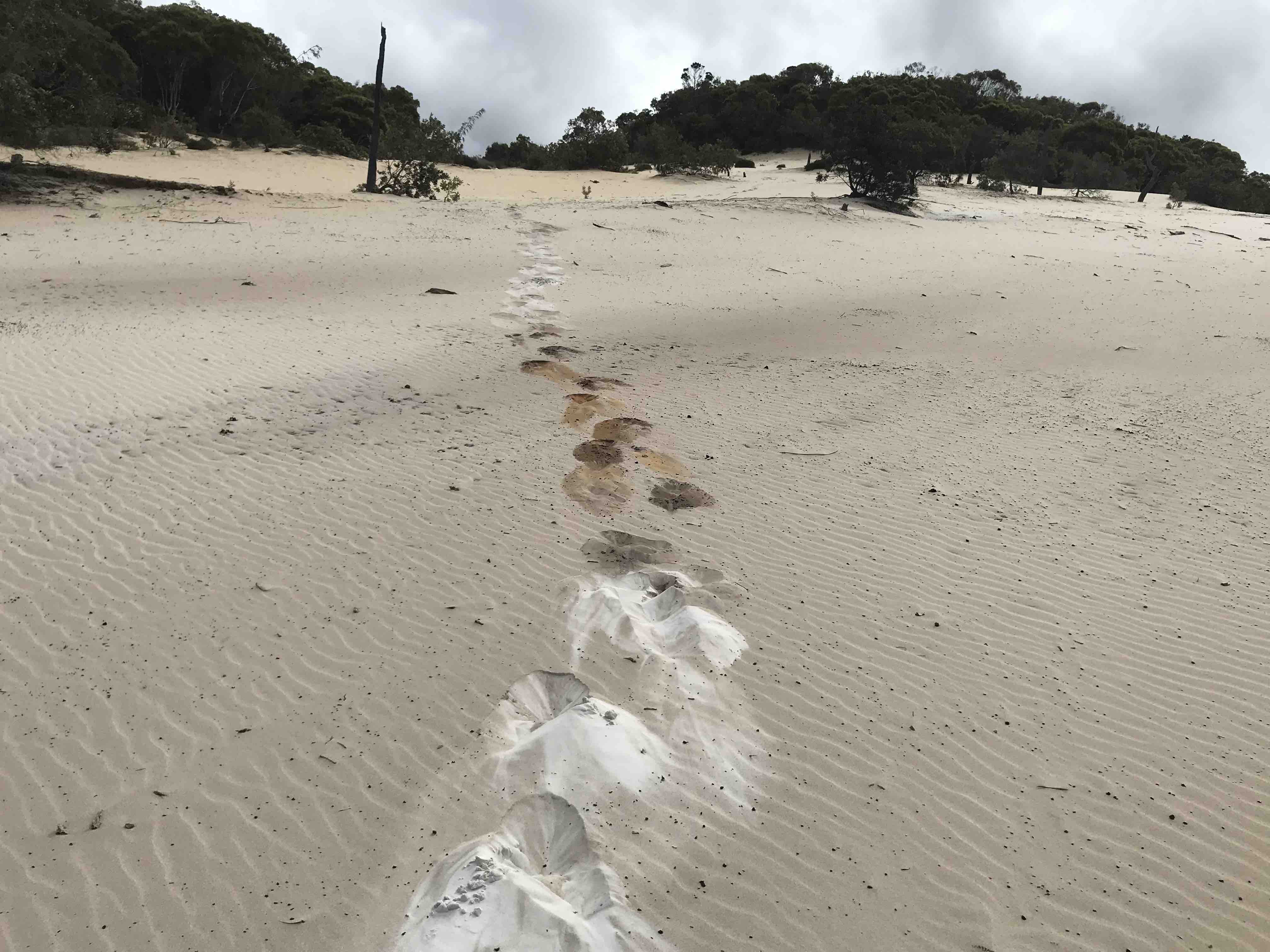Rainbow Beach Full-Day Private Tour with Oceanside Lunch and views of K'Gari