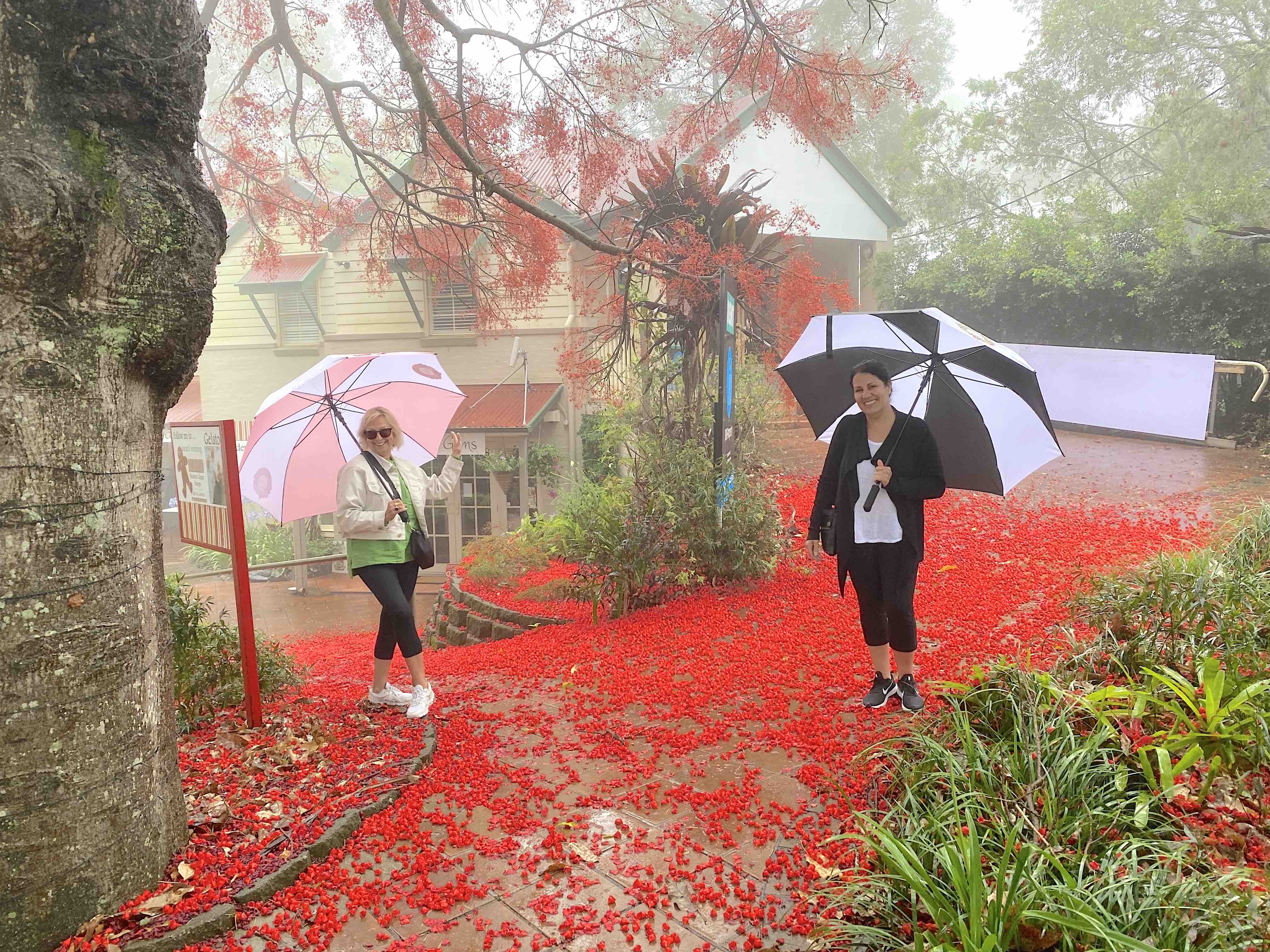 Maleny, Montville & Sunshine Coast Hinterland Private Tour