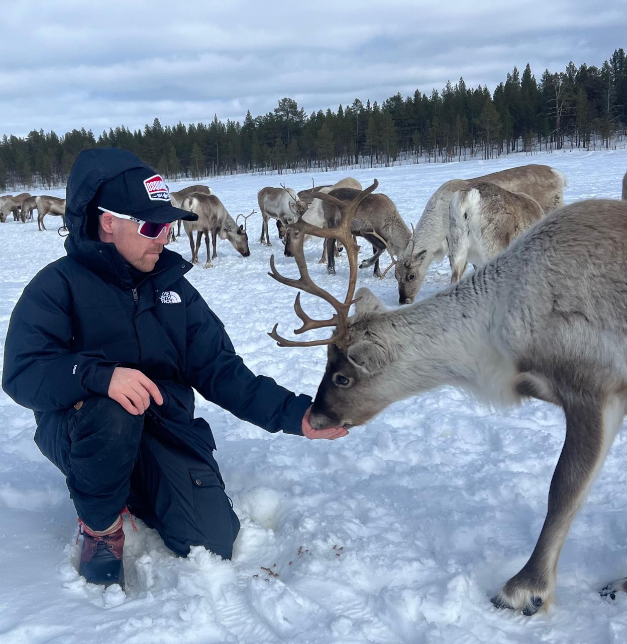 MEET THE REINDEER IN KIRUNA