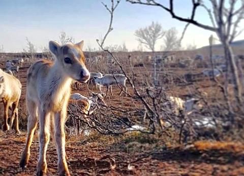 REINDEER CALF MONTH MAY MIESSEMÁNNU