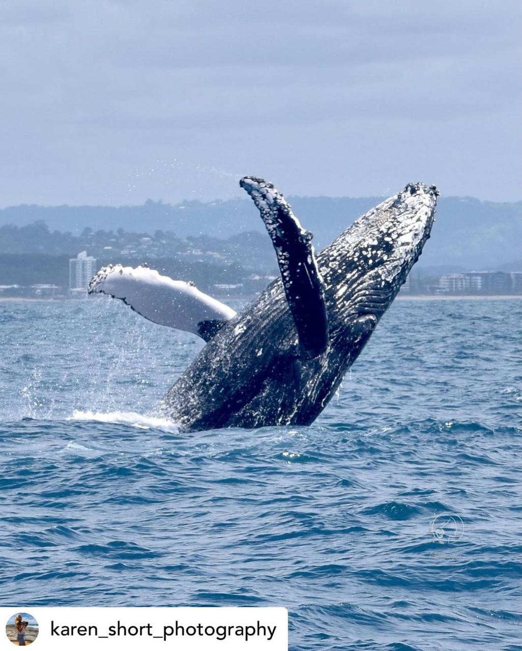 Saltwater Whale Watching 