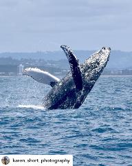 Saltwater Whale Watching 