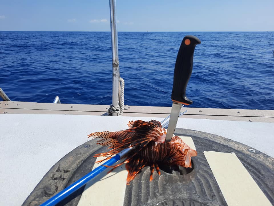 PADI Lionfish Removal Specialist Course @ Dive Key West